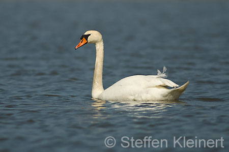 039 Höckerschwan (Cygnus olor)